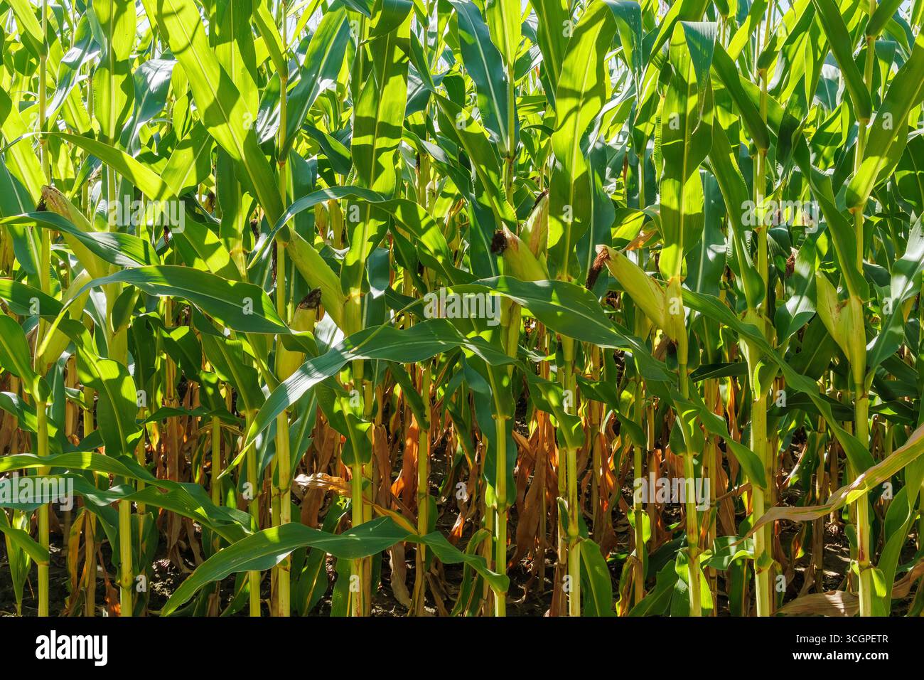 Tall corn plants with ears of maize growing in a sunny agricultural ...