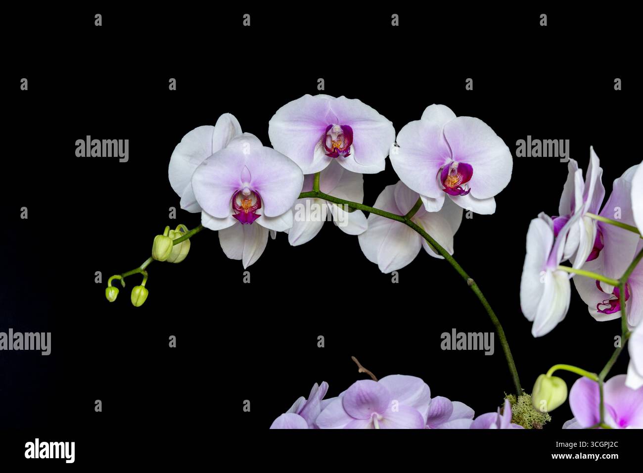 Multiple white and purple orchids on a single stem with a basic black background. Stock Photo