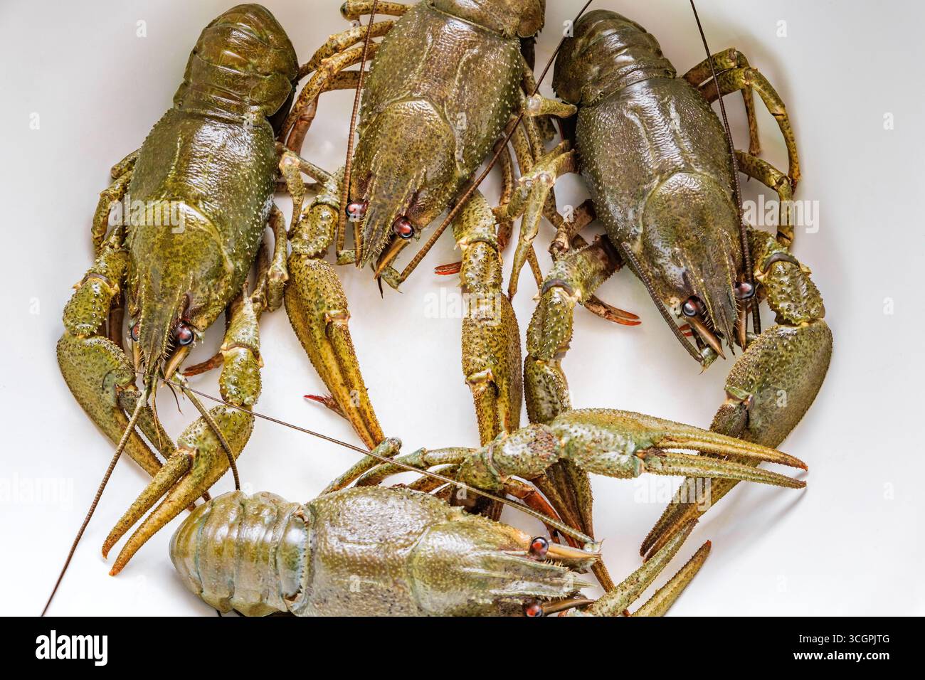 live fresh crayfish caught close-up Stock Photo
