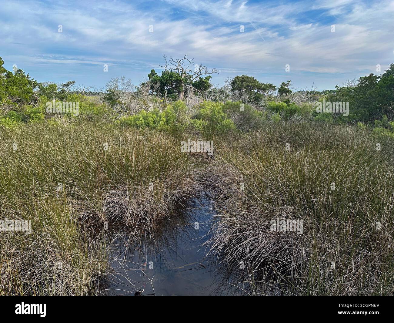 A quiet coastal marsh with tall grasses and still water reflecting the ...