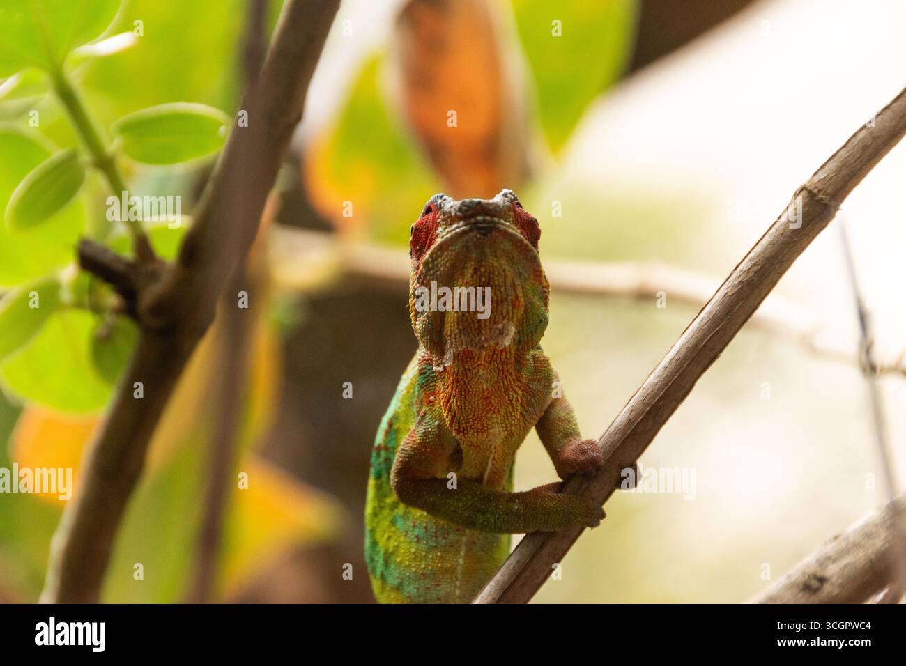 Especies de animales hi-res stock photography and images - Alamy
