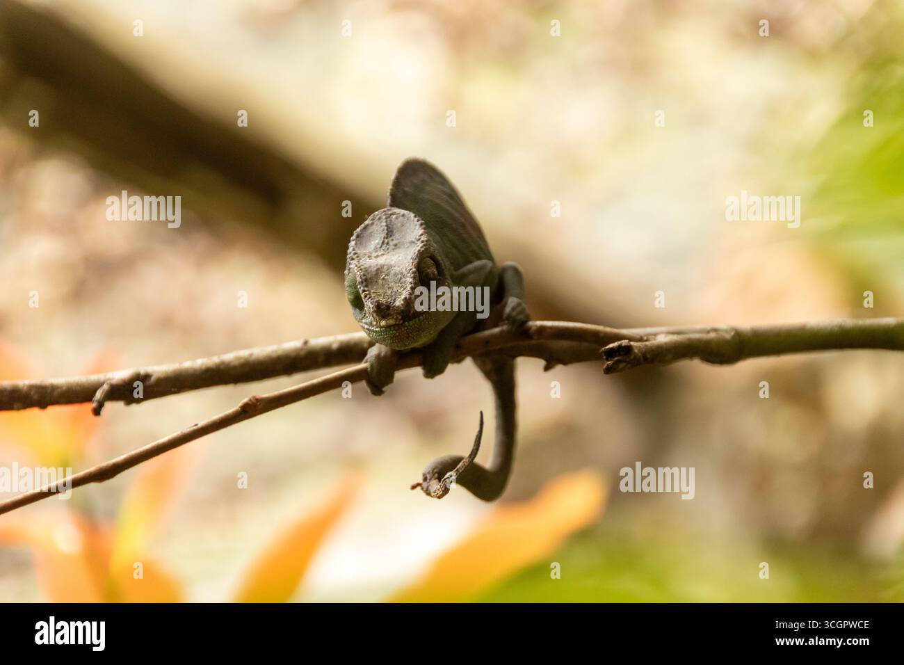 Especies de animales hi-res stock photography and images - Alamy