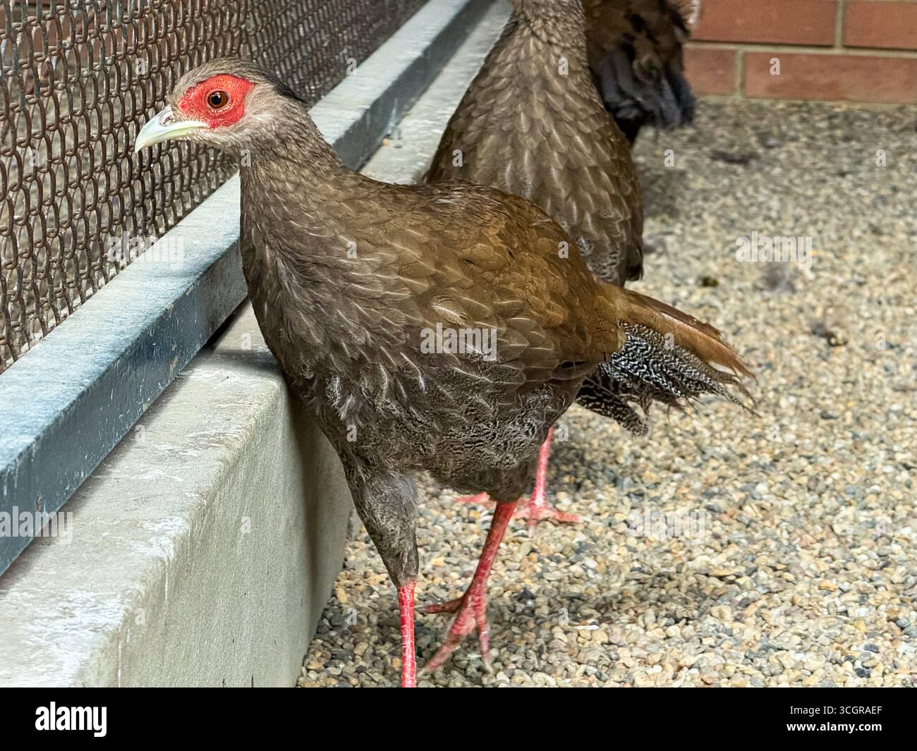 Photo inspiration: Picture Idea: Female Silver Pheasants In An Aviary Ground Birds Wildlife