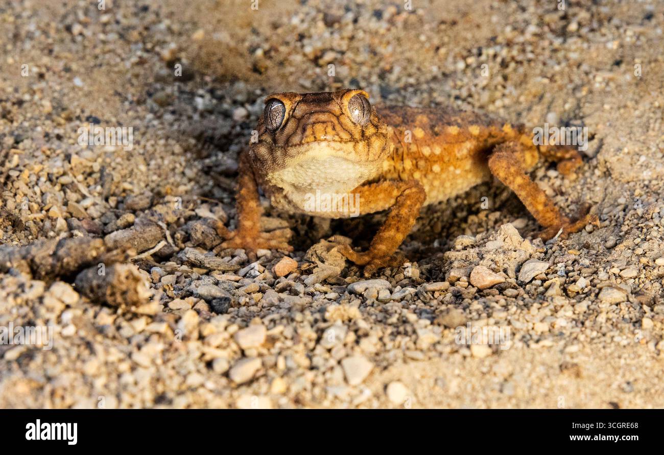 Centralian Rough Knob Tailed Gecko Close Up. Lizard smiley Stock Photo
