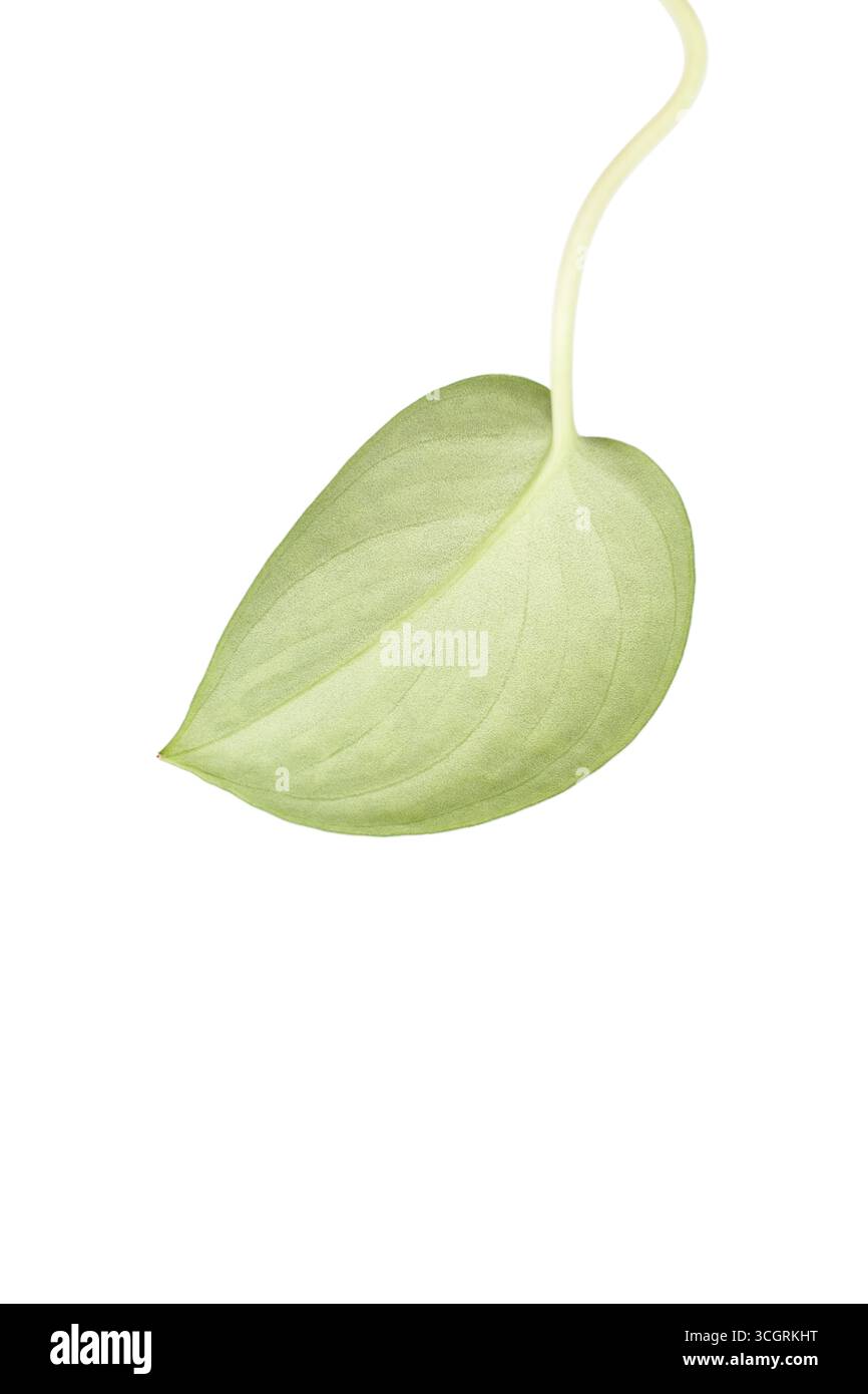 Scindapsus pictus leaf underside isolated on white background Stock Photo