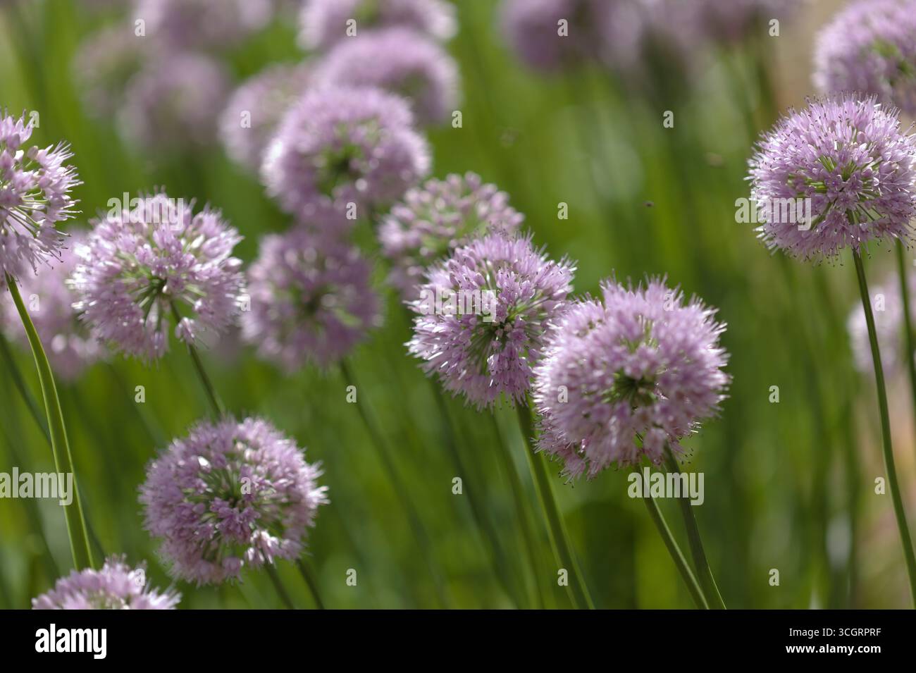 Flowering Chives,  Allium schoenoprasum, natural macro floral background Stock Photo