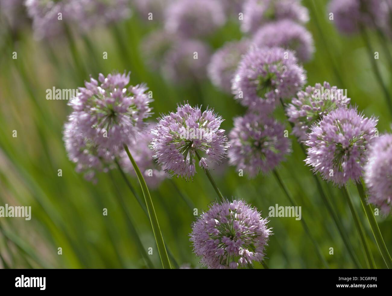 Flowering Chives,  Allium schoenoprasum, natural macro floral background Stock Photo