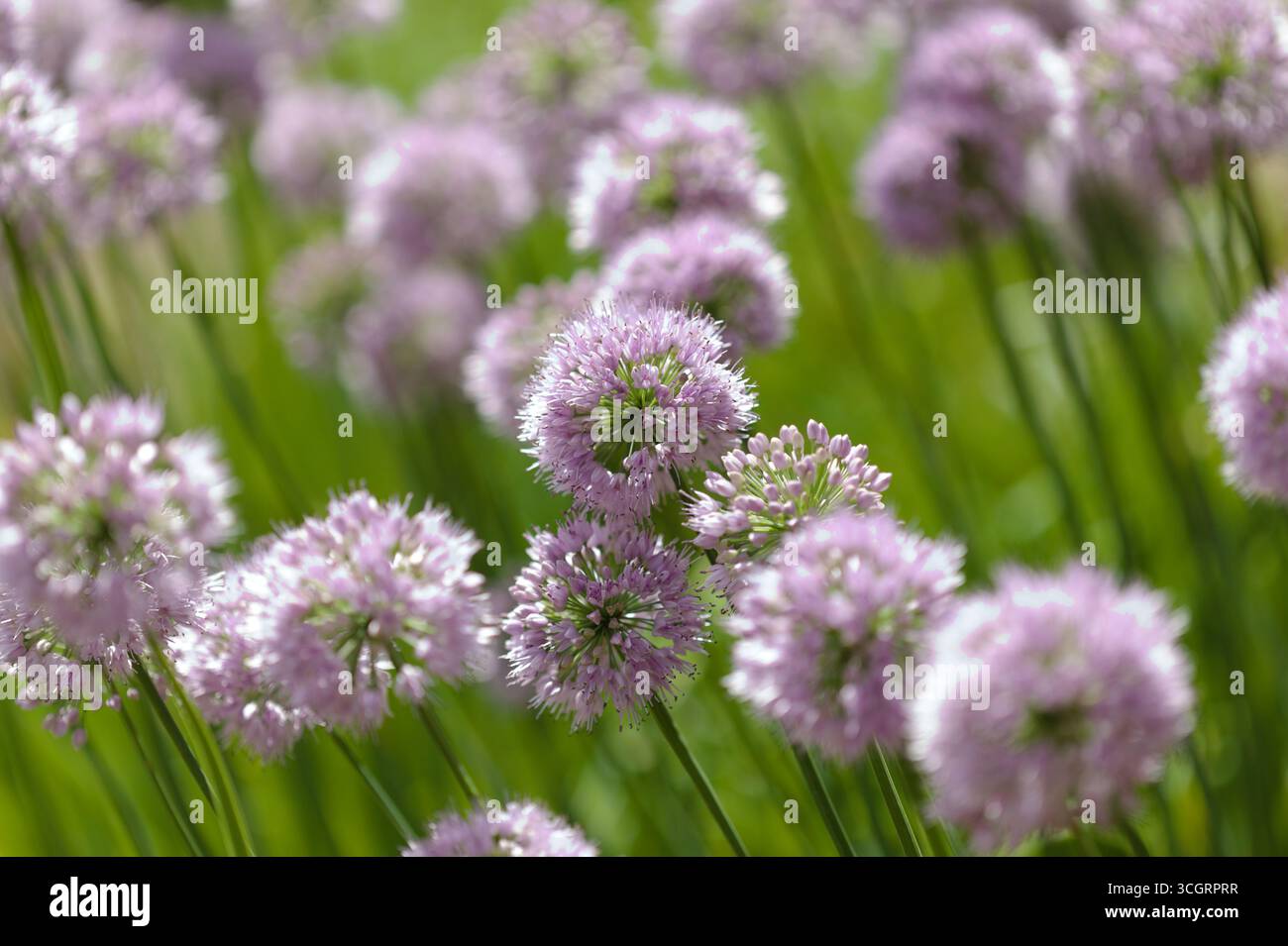 Flowering Chives,  Allium schoenoprasum, natural macro floral background Stock Photo