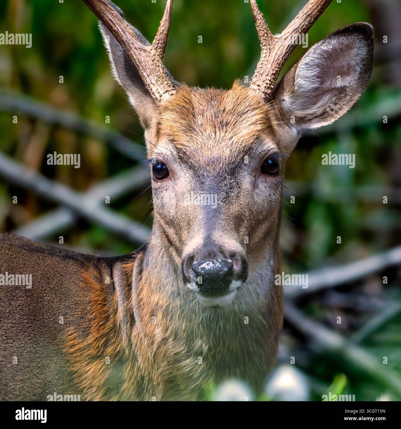 Young male white-tailed deer in a New Jersey forest Stock Photo