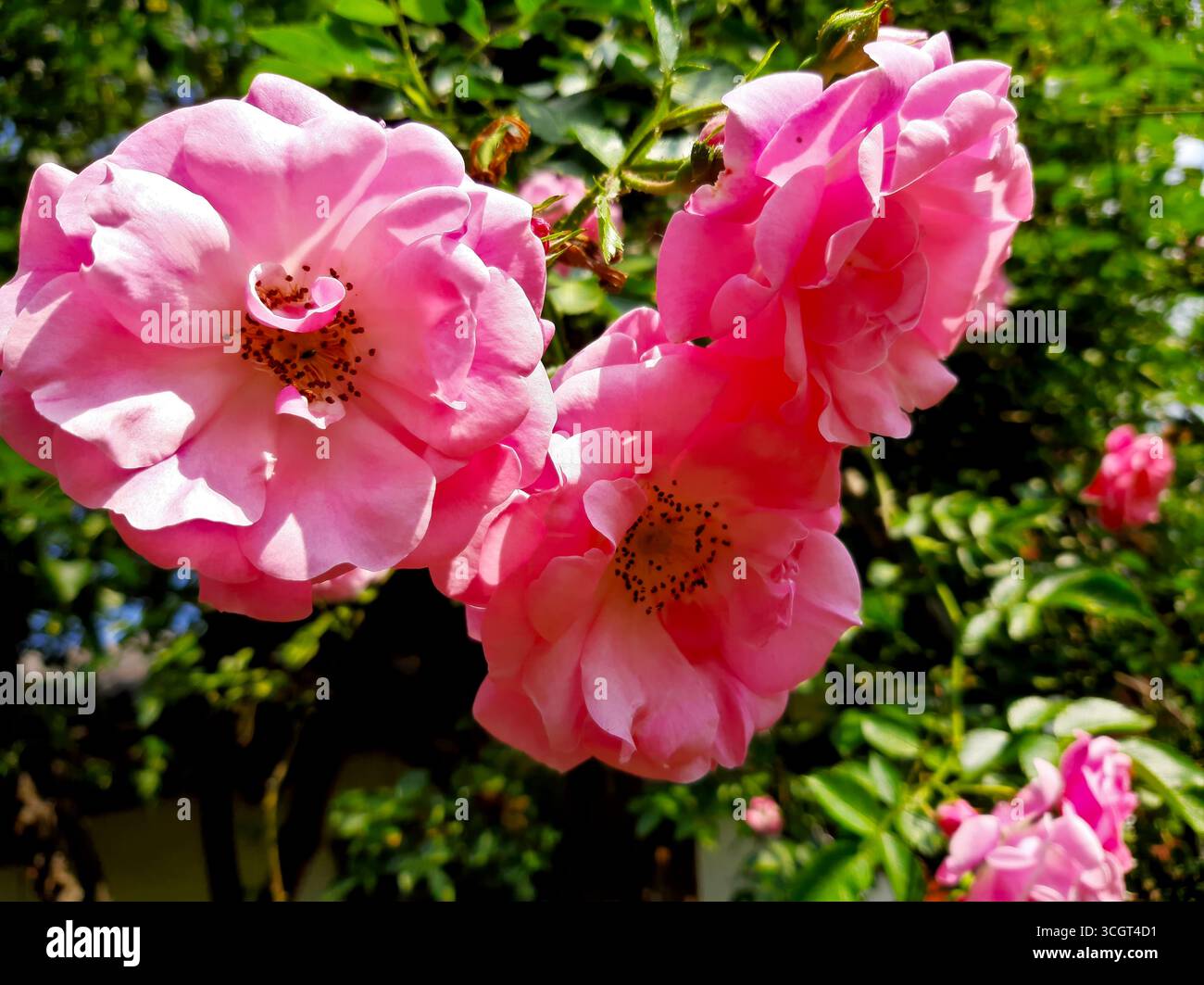 The vibrant pink tea rose flowers showcase delicate petals and dotted ...
