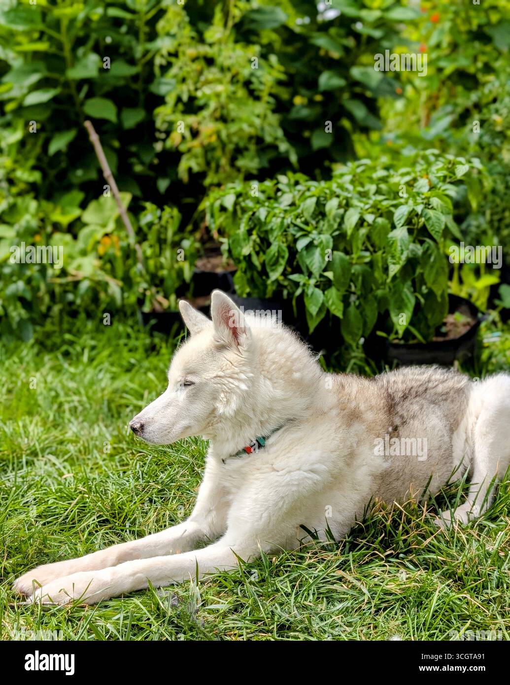 the most handsome siberian husky ever, senior aged in garden - Smartphone Captured Stock Image