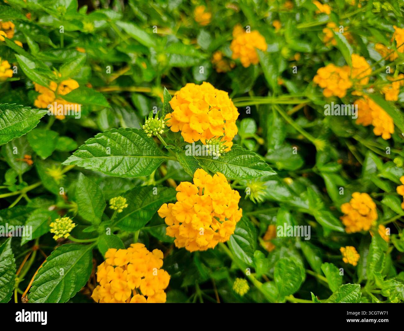 Close-up of bright yellow lantana blossoms against a backdrop of lush green foliage - Smartphone Captured Stock Image