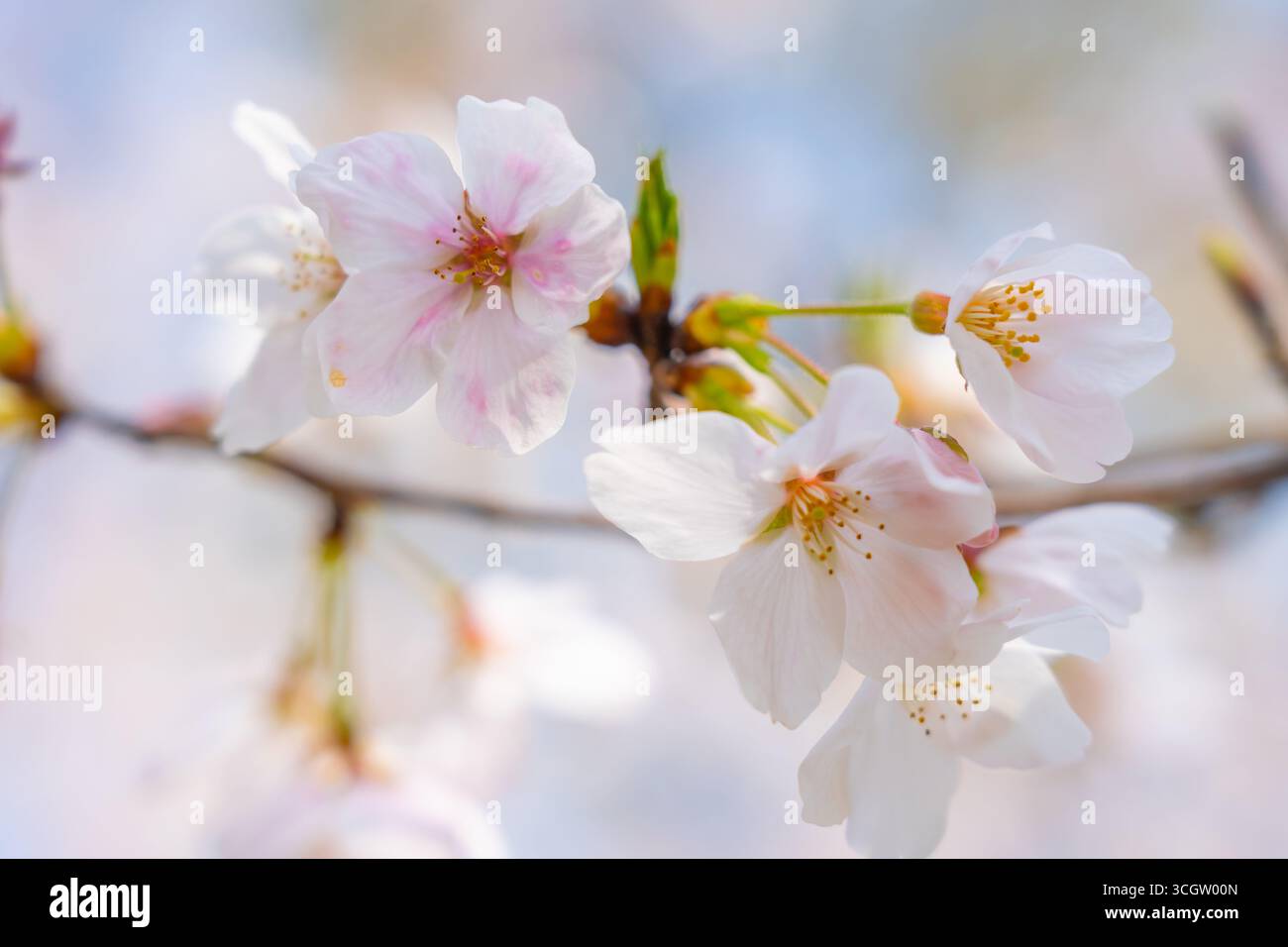 Soft pink cherry blossoms bloom gently on a branch Stock Photo - Alamy