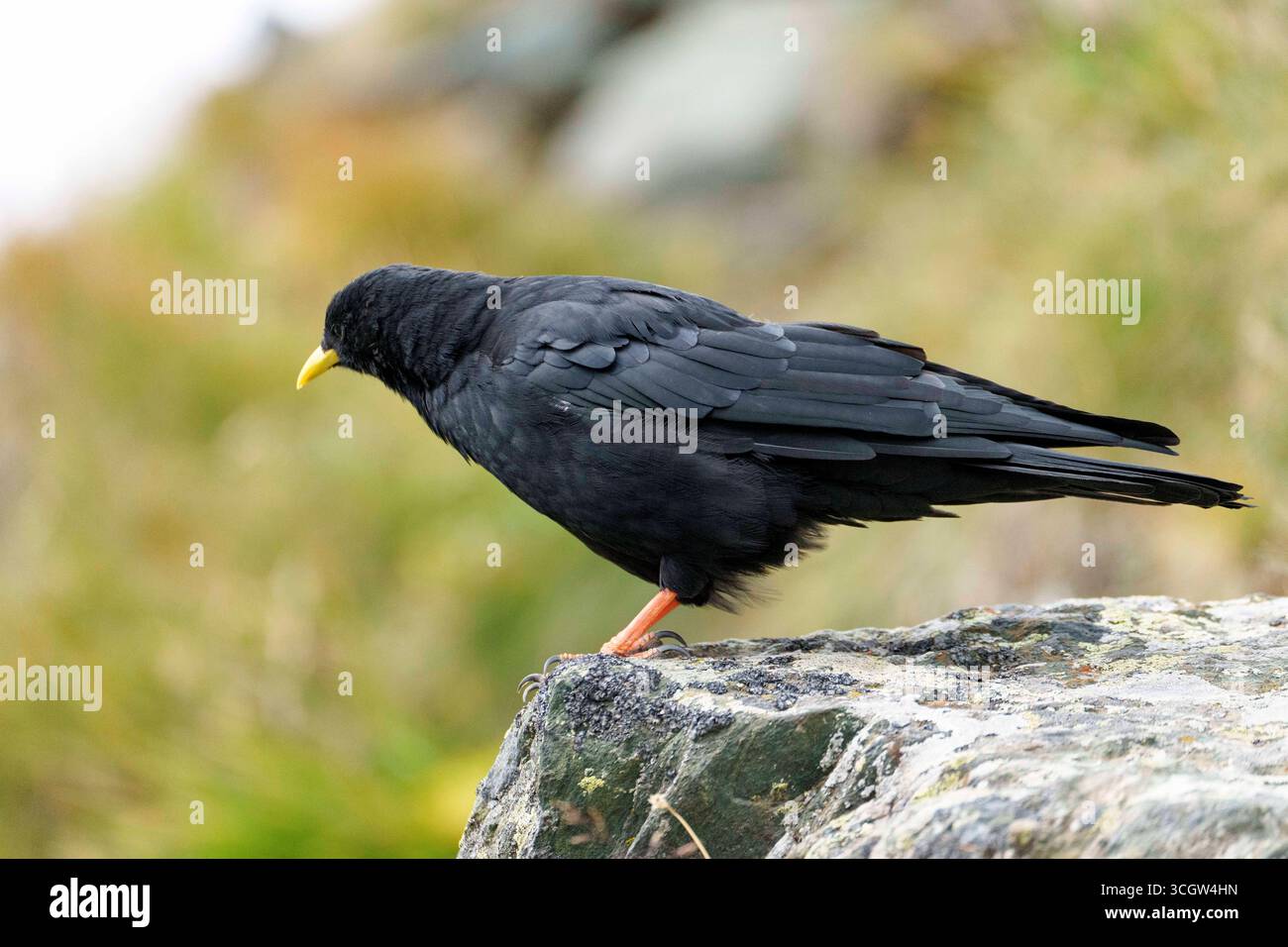 Alpine chough sitting close to the Grossglockner Hochalpenstrasse, also ...