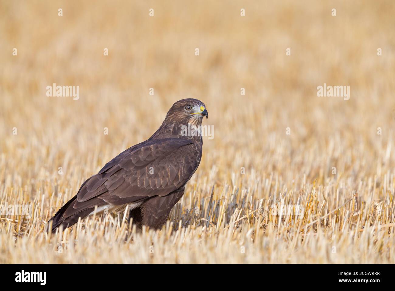 Mäusebussard, (Buteo buteo), Tiere, Vögel, Greifvogel, Familie der ...