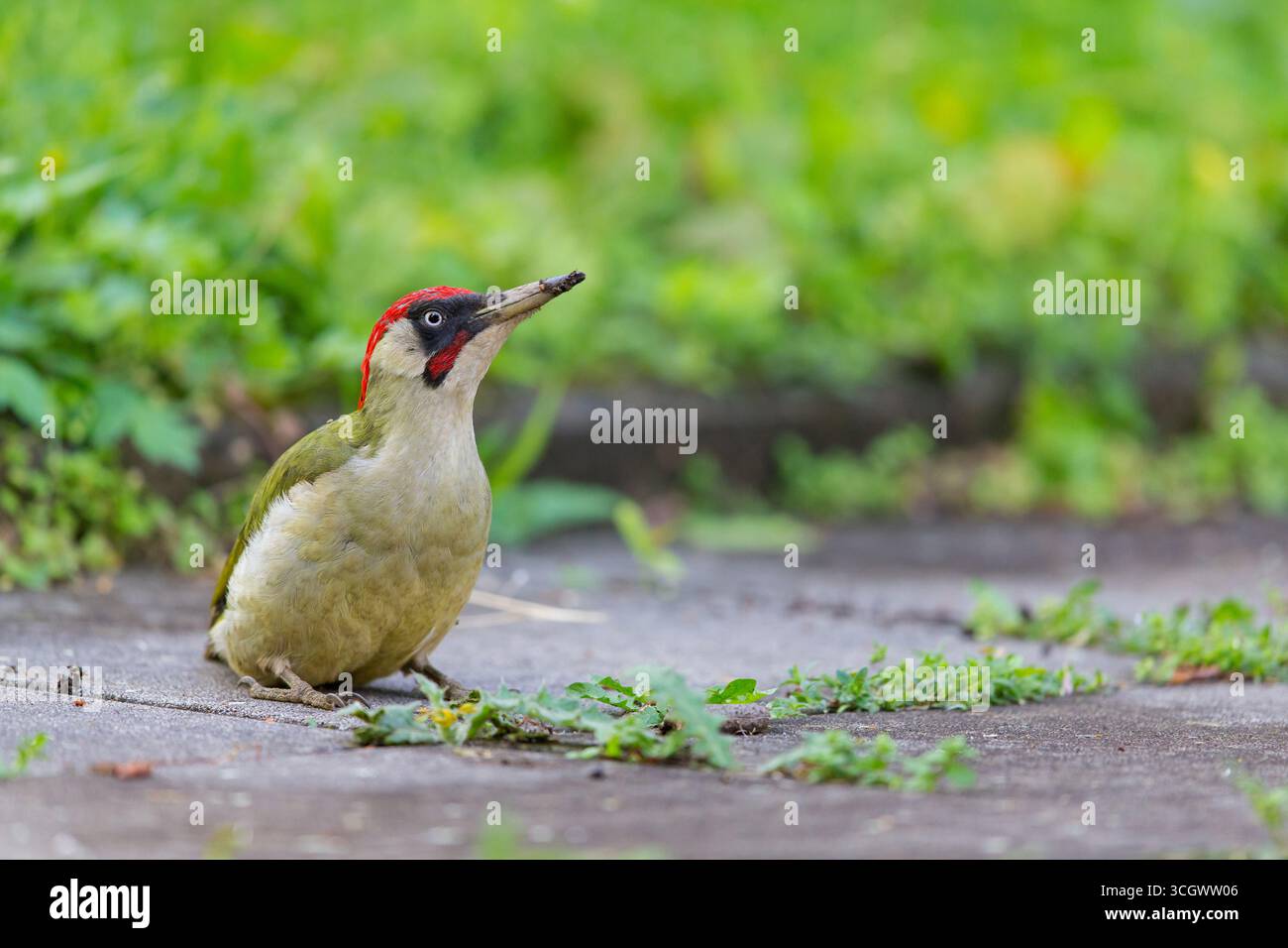 Grünspecht, Green Woodpecker, Eurasian Green Woodpecker, Picus viridis, Pic vert, Pito Real Stock Photo
