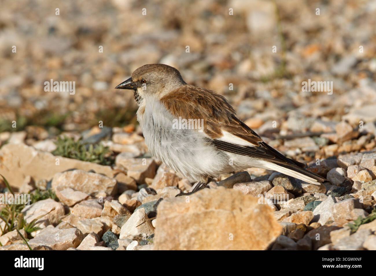 Gorrion alpino hi-res stock photography and images - Alamy