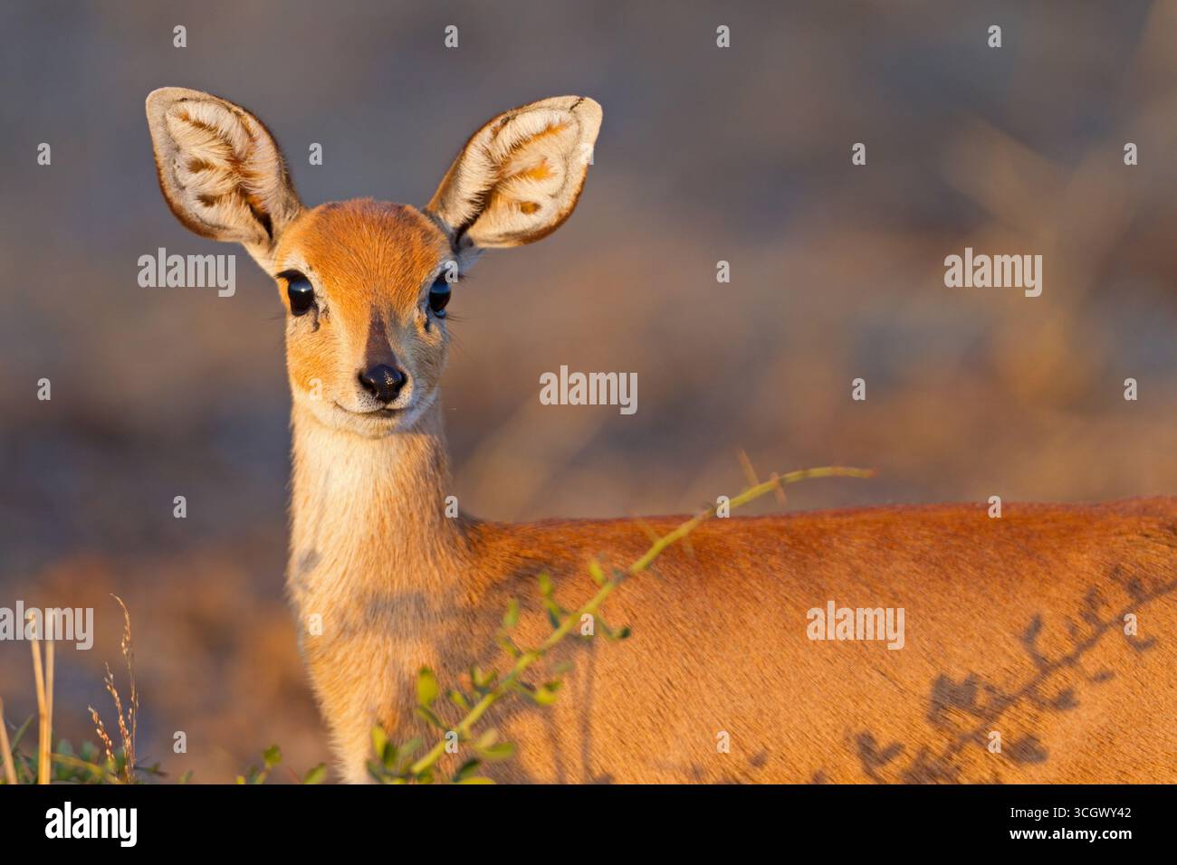 Steinböckchen, Raphicerus campestris, Steenbok, raficero común Stock Photo