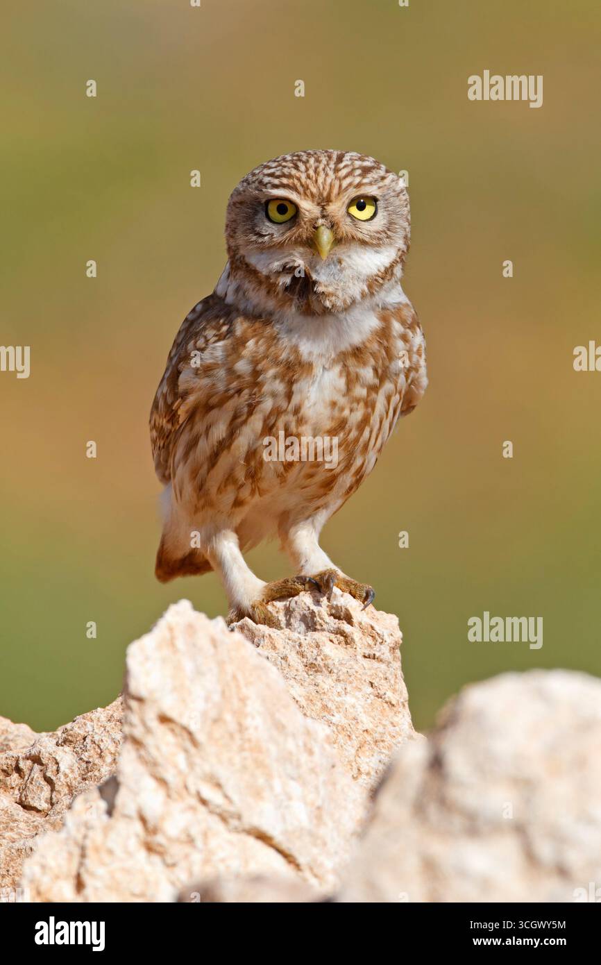 Steinkauz, Little Owl, Athene noctua, Chevêche d'Athéna, Chouette chevèche, Mochuelo Europeo, Mochuelo Común Stock Photo