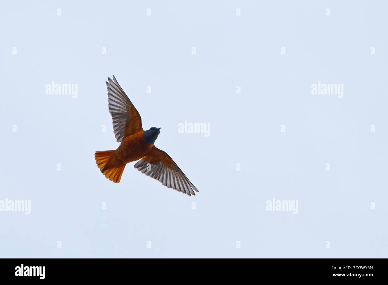 Steinrötel, Rock Thrush, Mountain Rock Thrush, Rufous-tailed Rock-Thrush, Monticola saxatilis, Monticole de roche, Merle de roche, Roquero Rojo Stock Photo