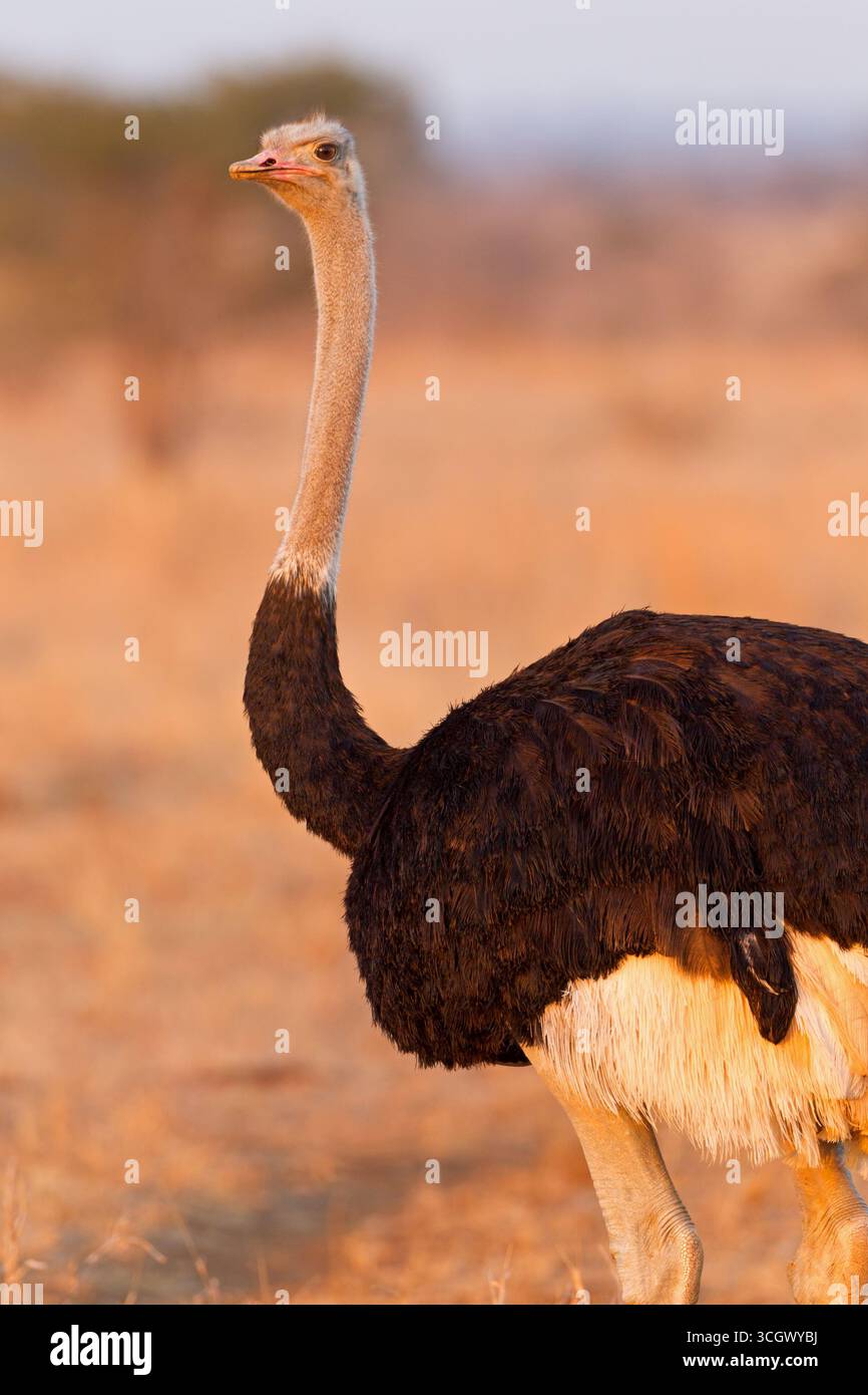Strauß, Ostrich, Struthio camelus Stock Photo