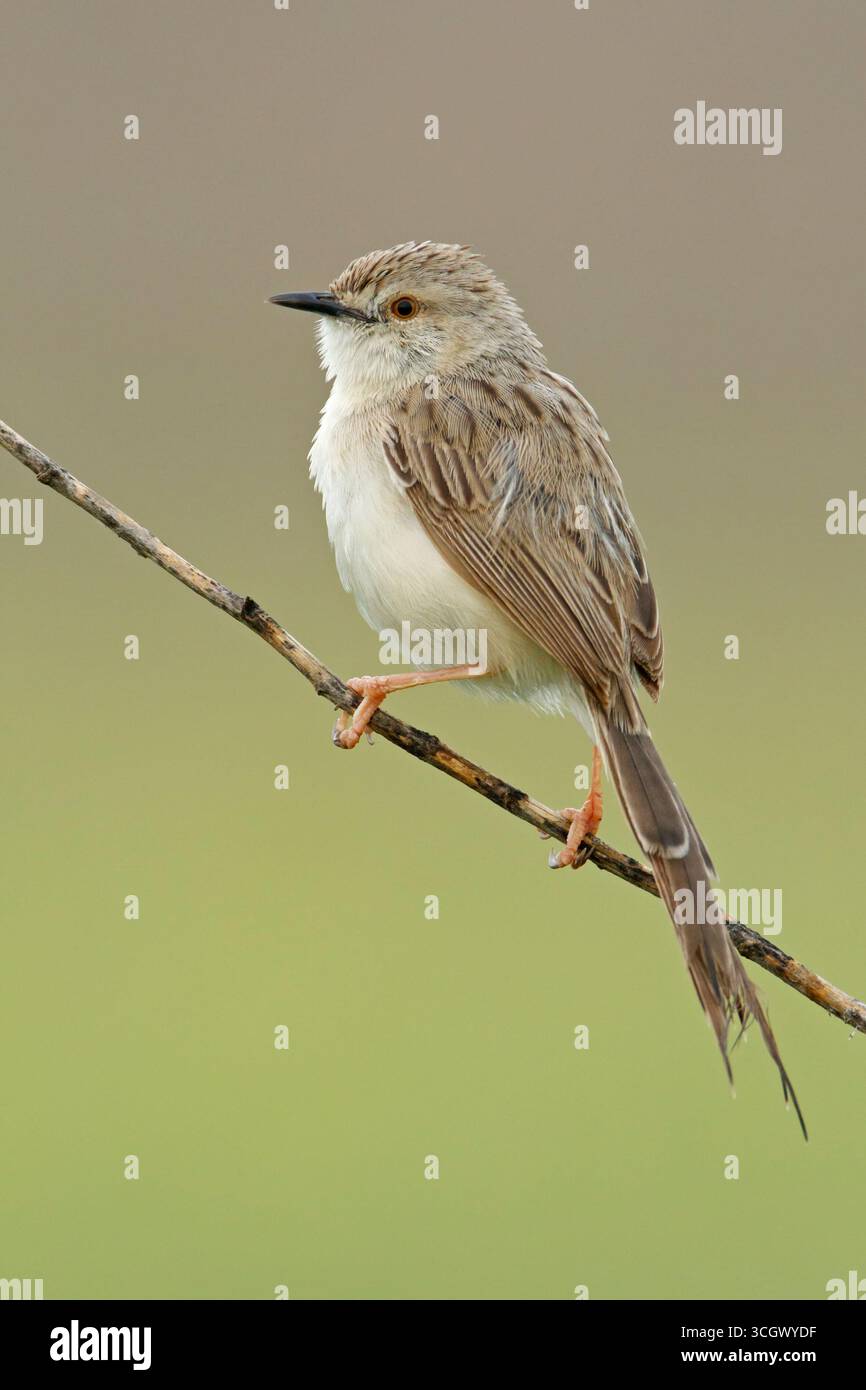 Streifenprinie, Graceful Warbler, Graceful Prinia, Prinia gracilis, Prinia gracile, Alzacola Grácil Stock Photo