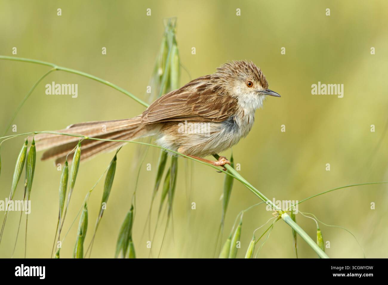 Streifenprinie, Graceful Warbler, Graceful Prinia, Prinia gracilis, Prinia gracile, Alzacola Grácil Stock Photo