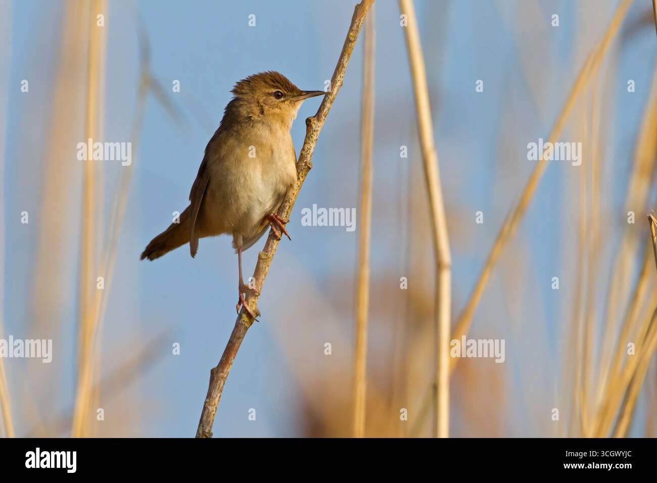 Rohrschwirl, Savi's Warbler, Locustella luscinioides, Locustelle luscinioïde, Buscarla Unicolor Stock Photo