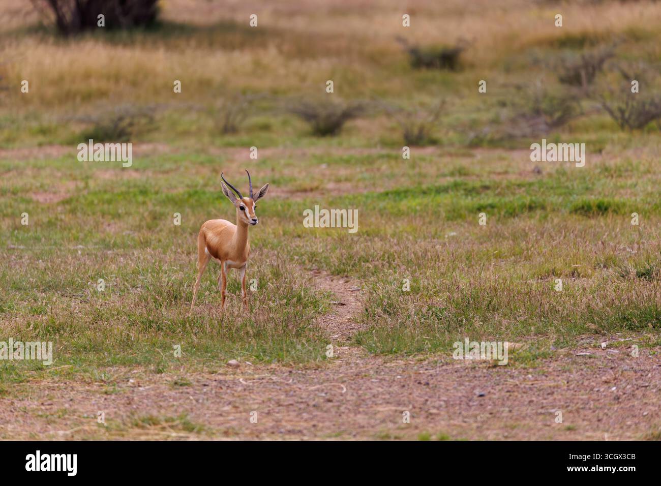 Slender horned gazelle hi-res stock photography and images - Alamy
