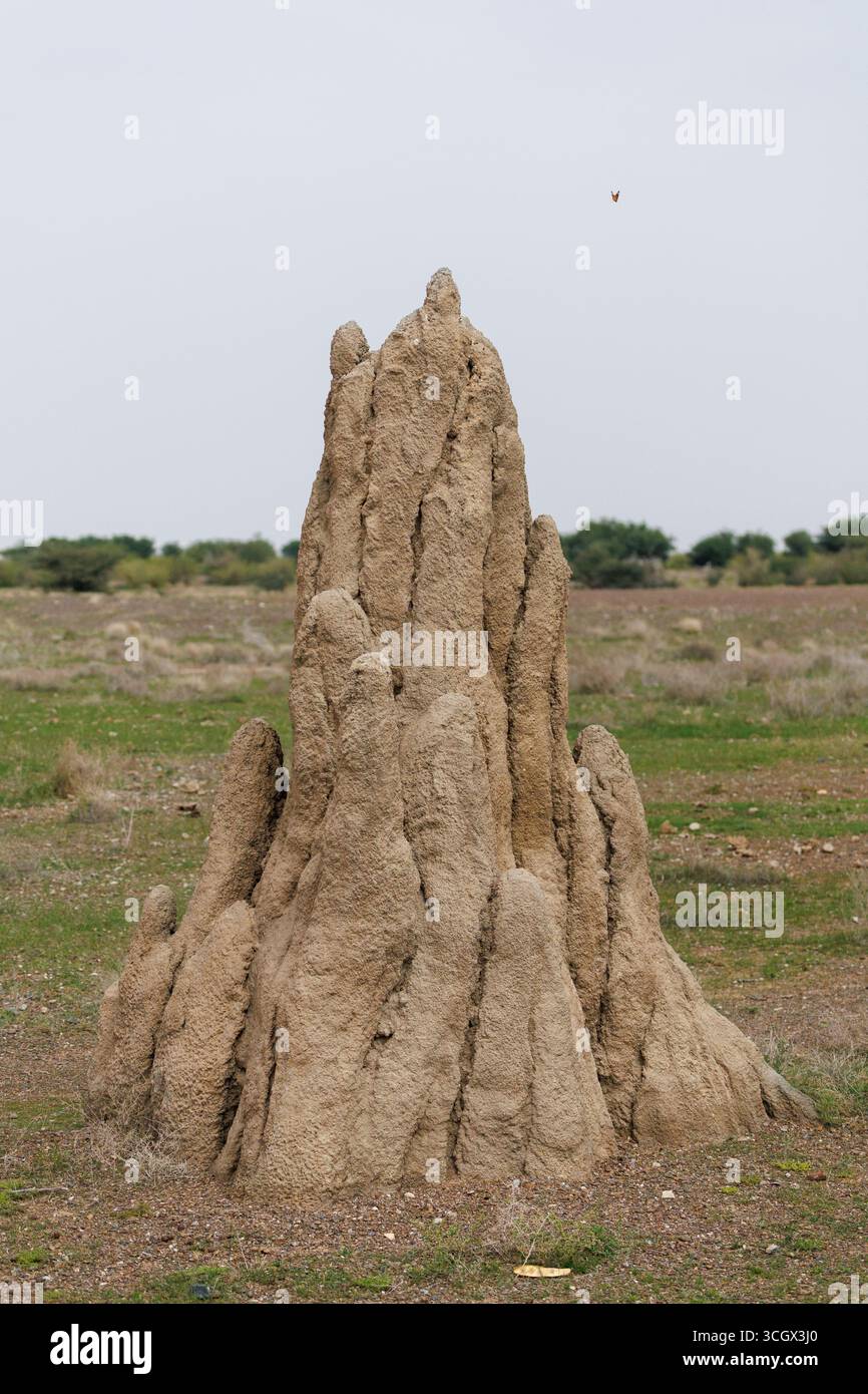 Termite tower hi-res stock photography and images - Alamy