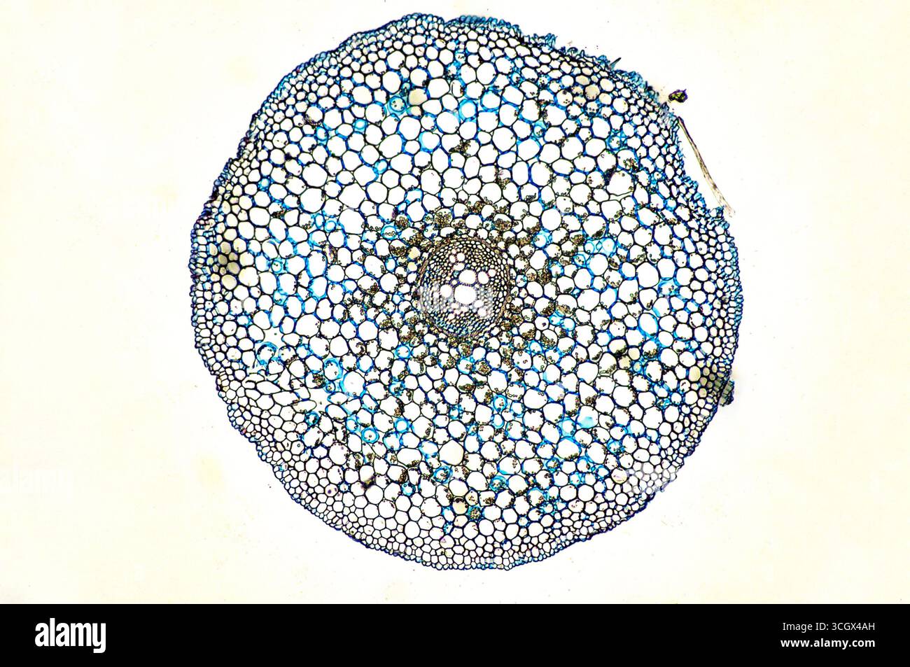 Cross section of root. Stock Photo