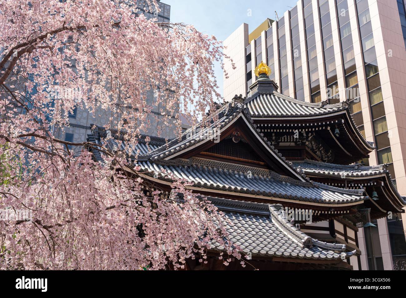 Weeping cherry blossoms in full bloom surrounding the historic hexagonal main hall of Rokkakudo Temple, birthplace of Ikenobo. Kyoto, Japan. Stock Photo