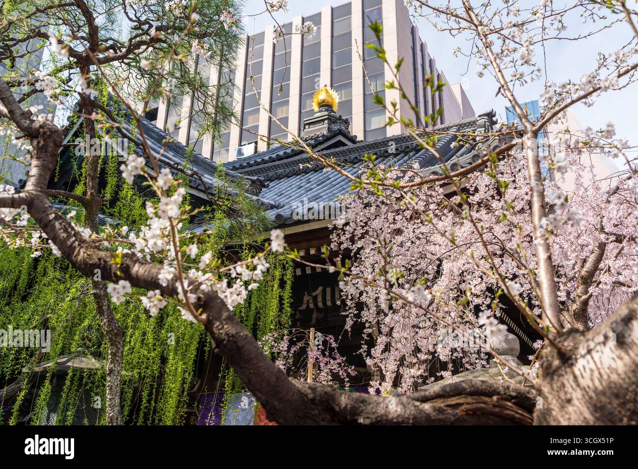 Weeping cherry blossoms in full bloom surrounding the historic hexagonal main hall of Rokkakudo Temple, birthplace of Ikenobo. Kyoto, Japan. Stock Photo