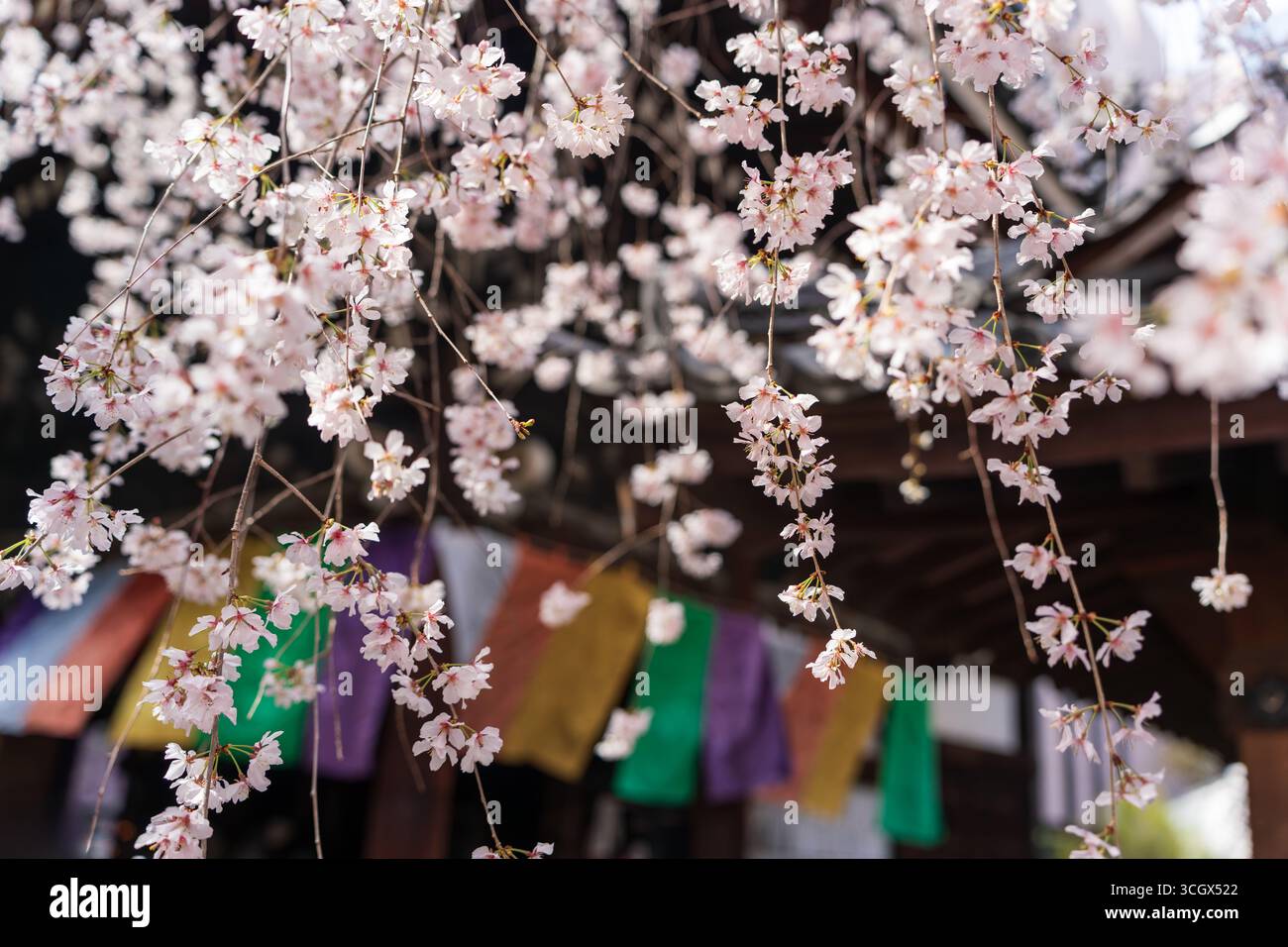 Weeping cherry blossoms in full bloom surrounding the historic hexagonal main hall of Rokkakudo Temple, birthplace of Ikenobo. Kyoto, Japan. Stock Photo