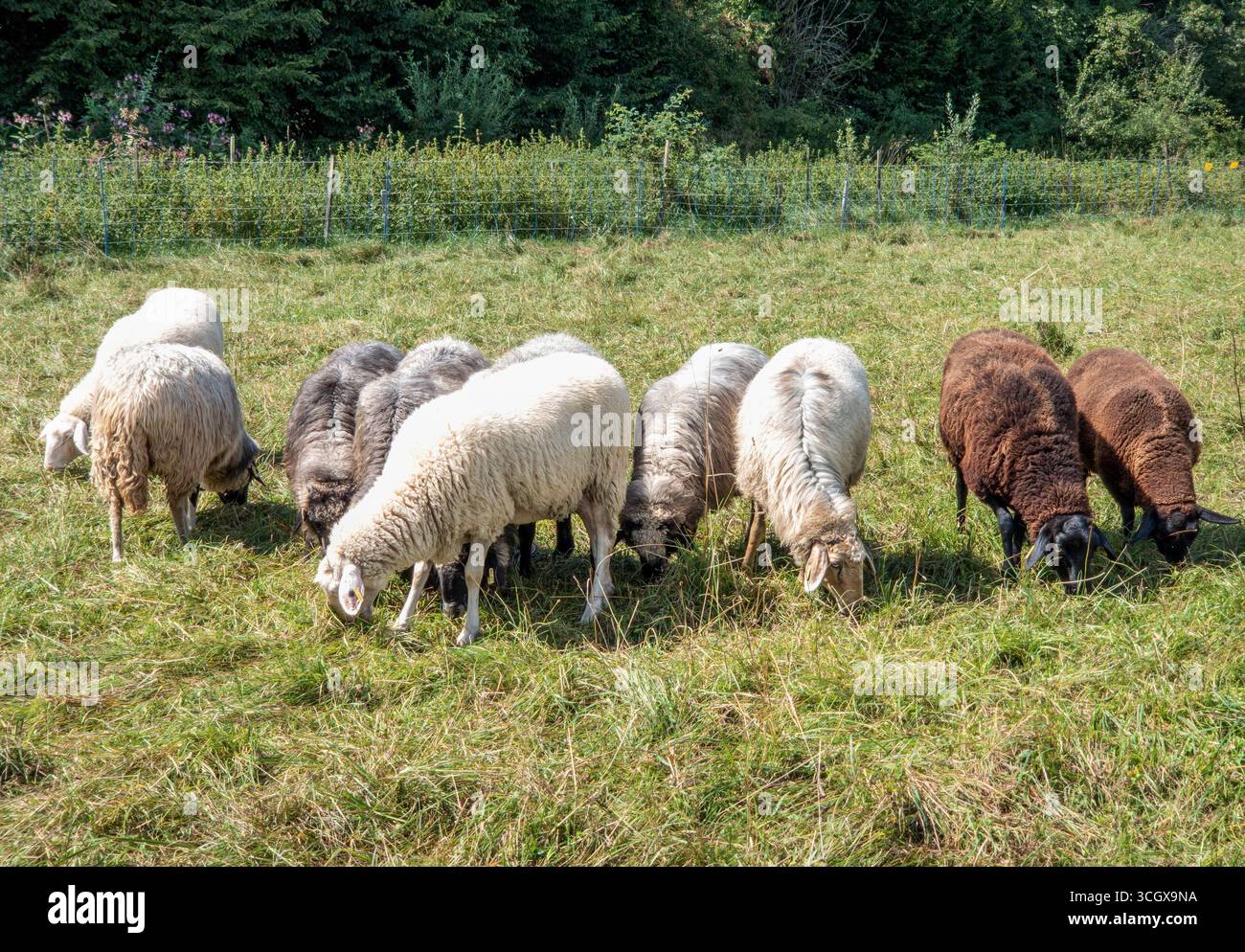 Grasende Schafe auf einer Weide, Benediktbeuern, Oberbayern, Bayern, Deutschland, Europa Grasende Schafe auf einer Weide, Benediktbeuern, Oberbayern, Stock Photo