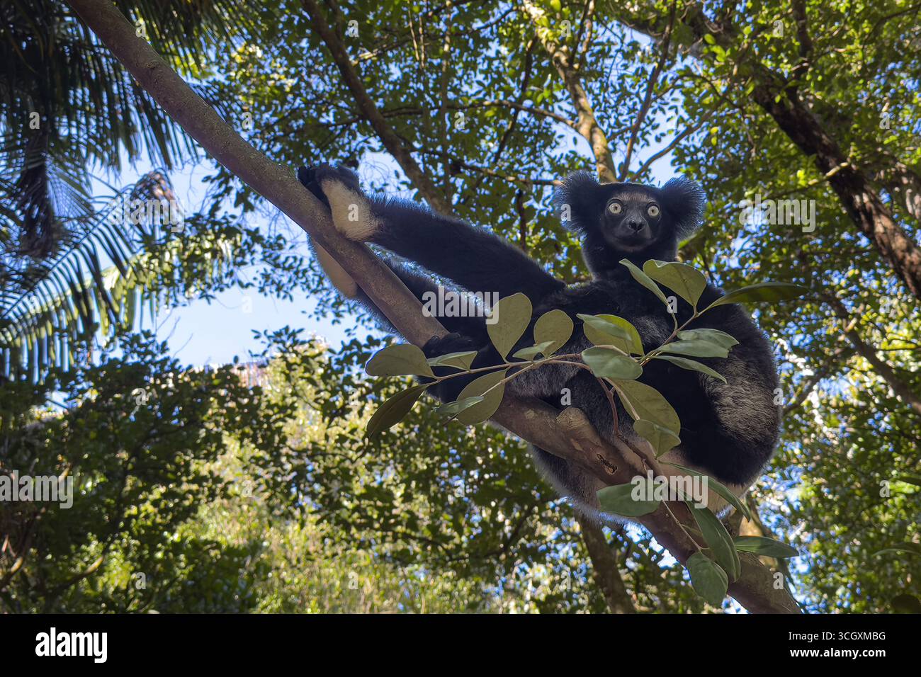 Indri indri, the largest lemur, in Andasibe rainforest, Madagascar. Critically endangered species with iconic black-and-white coat and haunting calls. Stock Photo