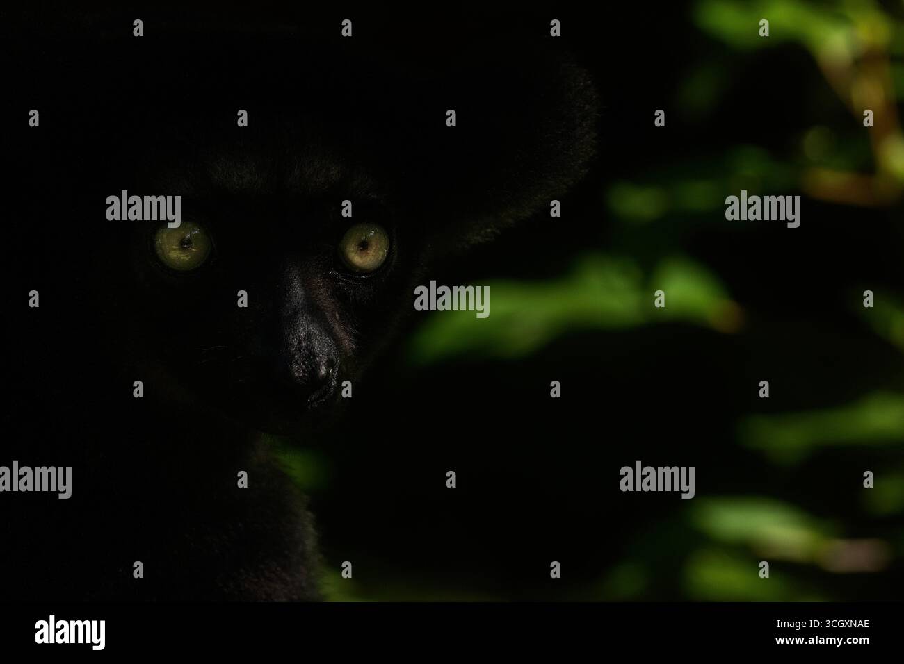 Indri indri, the largest lemur, in Andasibe rainforest, Madagascar. Critically endangered species with iconic black-and-white coat and haunting calls. Stock Photo