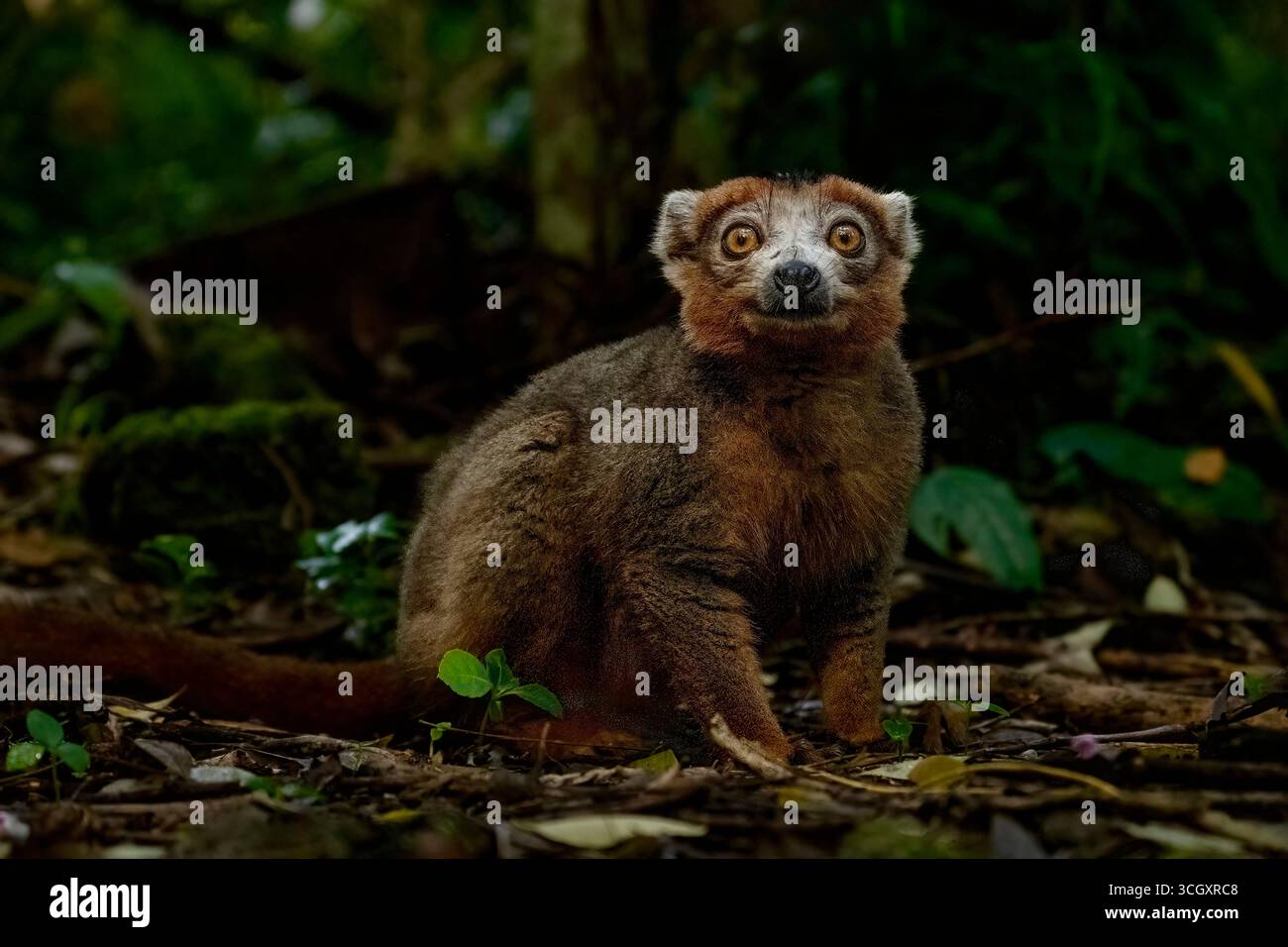 Bamboo lemur in the rainforest of Andasibe, Madagascar. Endangered primate species, feeding in natural habitat, threatened by deforestation. Stock Photo