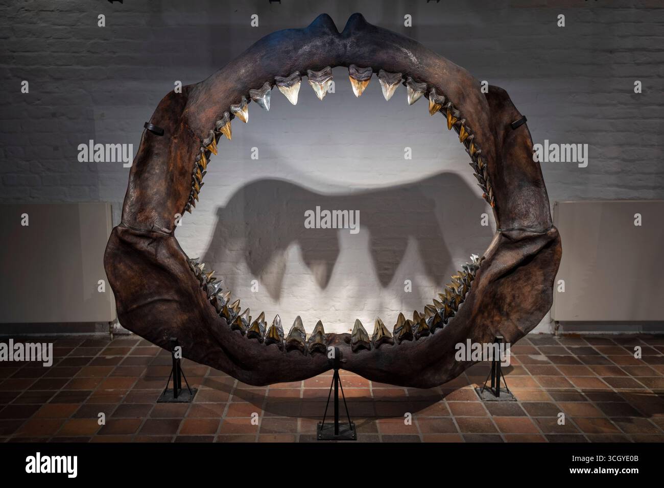 Otodus hi-res stock photography and images - Alamy