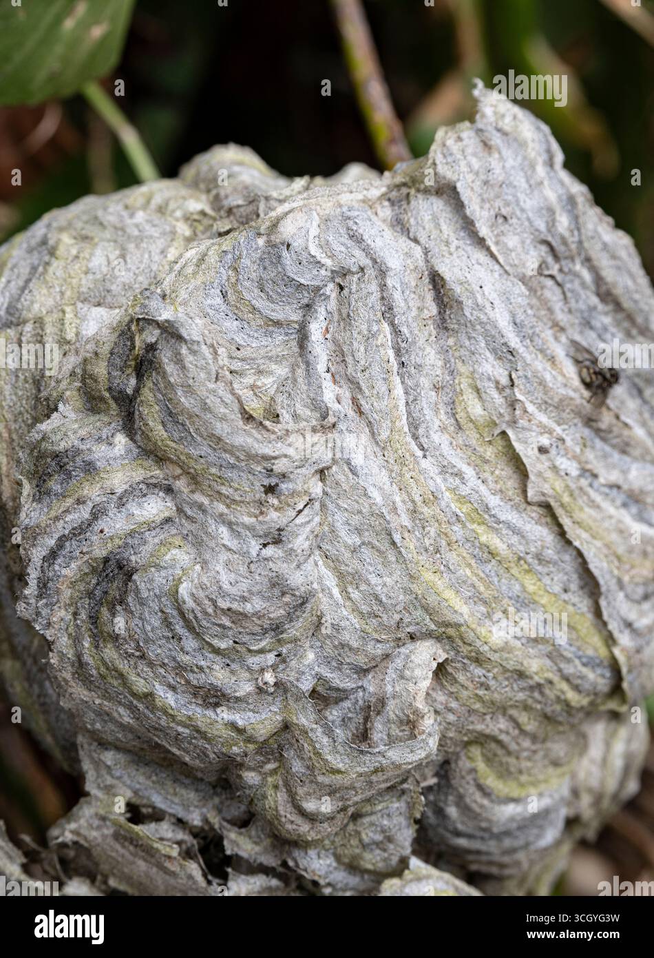 Wasp: Vespula spo. Detail of outside of nest. Cornwall, UK Stock Photo