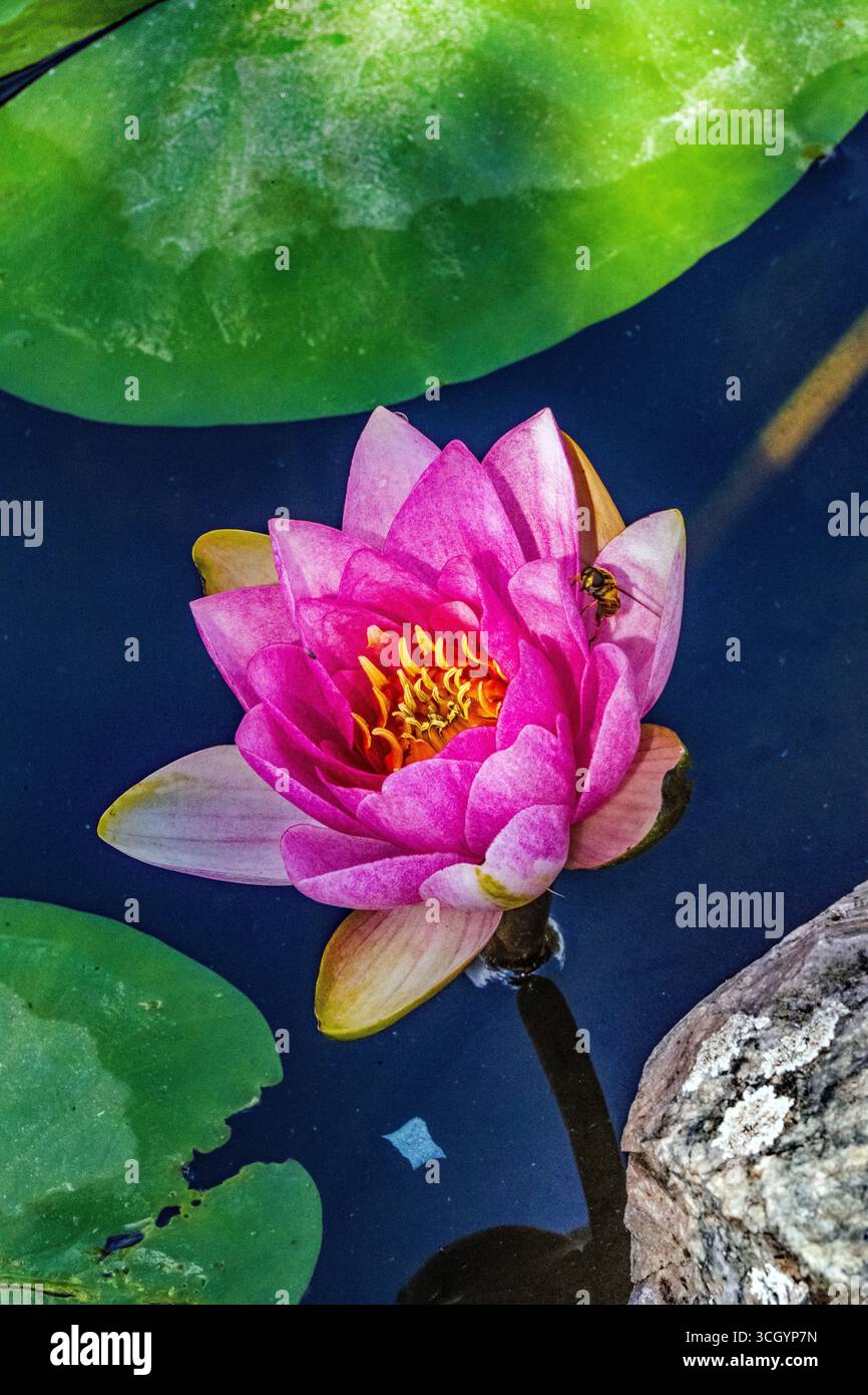 Honey bees water lily hi-res stock photography and images - Alamy