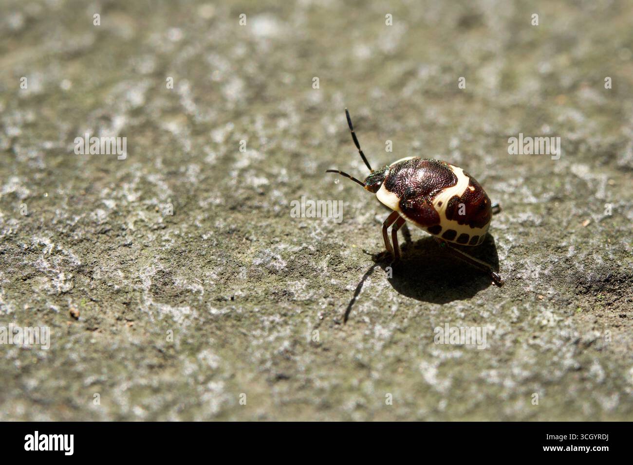 Asian Lady Beetle (Harmonia axyridis) in Beijing, China Stock Photo