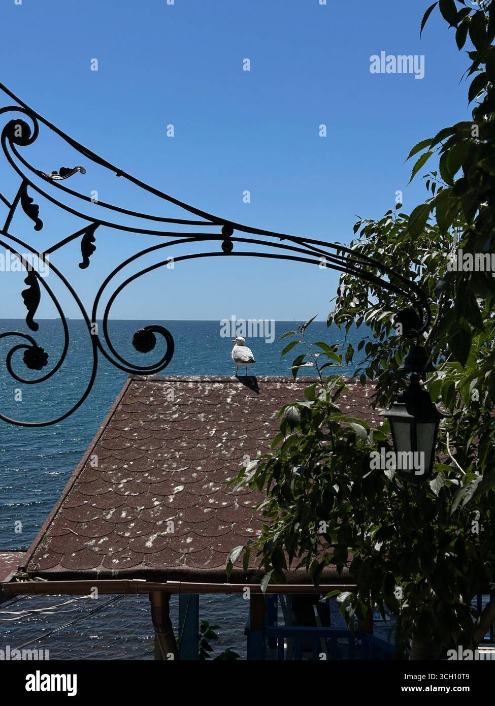 Shows a gull sitting on a roof with the sea in the background. - Smartphone Captured Stock Image