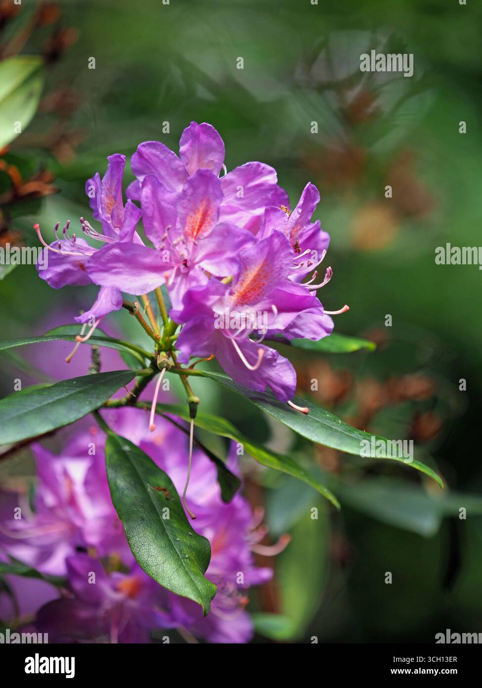 rhododendron japanisch Japanische Azalee main image 0