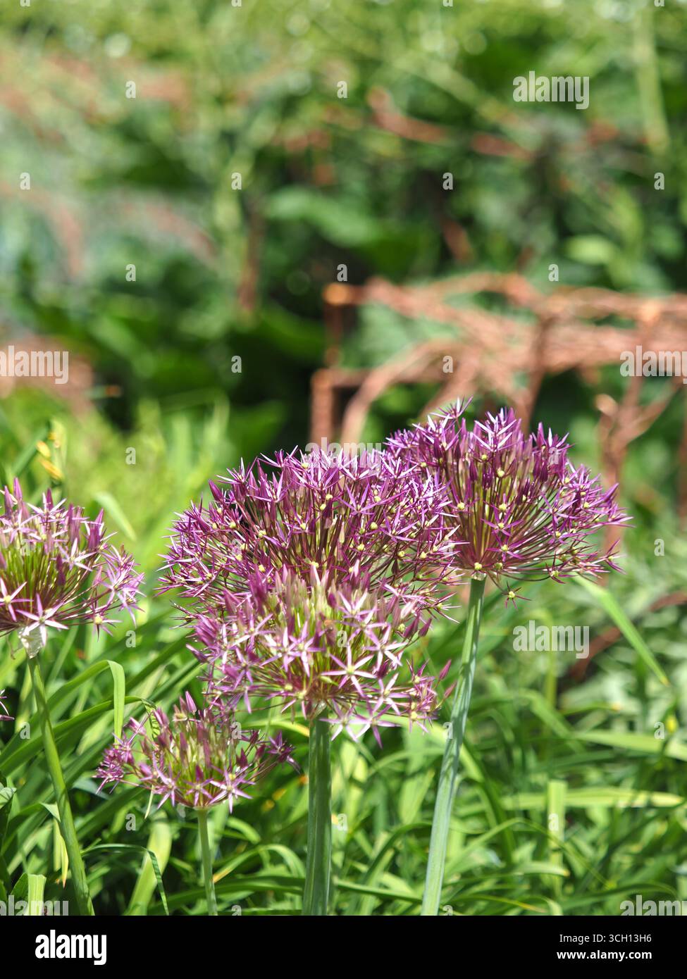 Giant onion allium giganteum, Buckinghamshire, UK Stock Photo