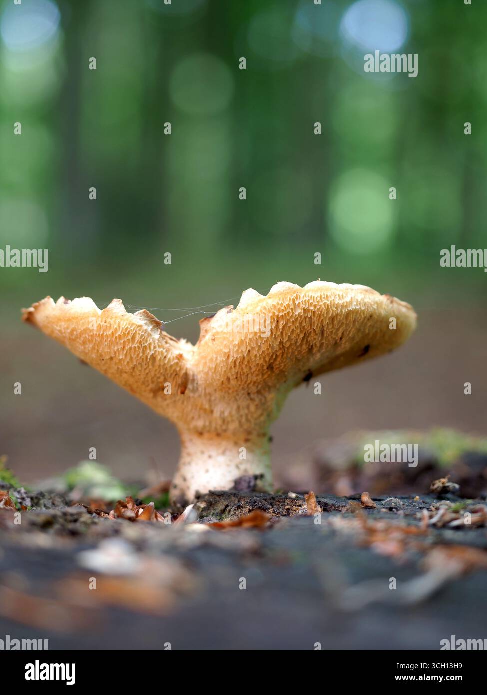 Hedgehog mushroom hydnum repandum, Northamptonshire, UK Stock Photo - Alamy