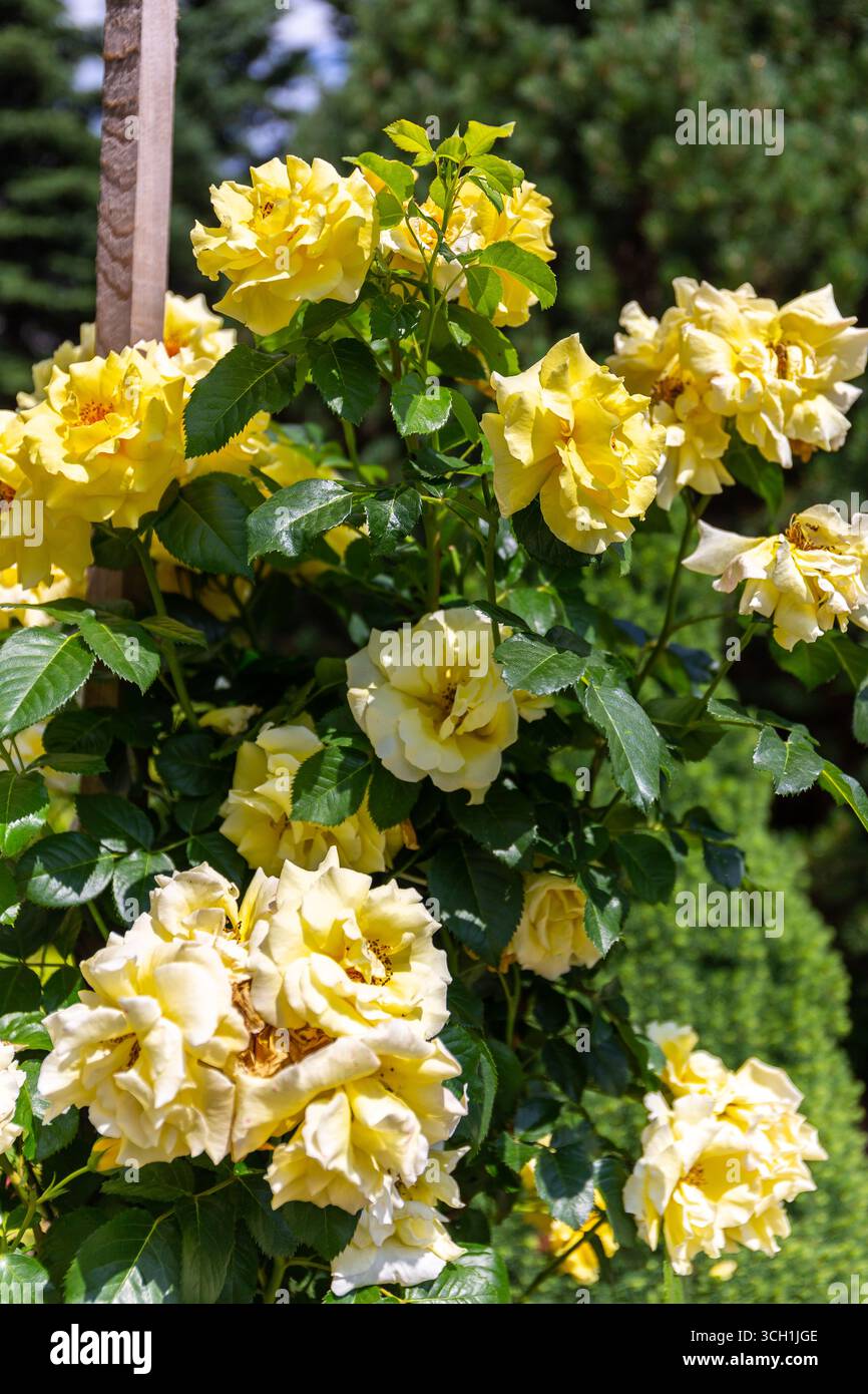 Vibrant yellow rose shrub (variety Rosa Sun Flare, Sunsprite) with ...