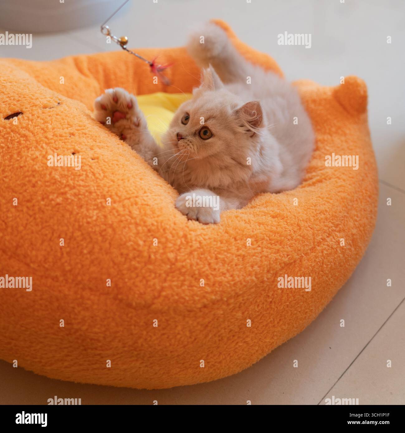 Fluffy kitten playing in orange cat bed Stock Photo
