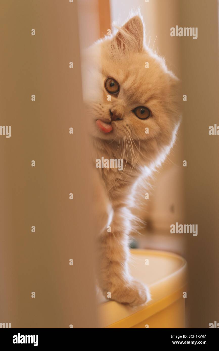 Curious ginger kitten peeking through a doorway Stock Photo