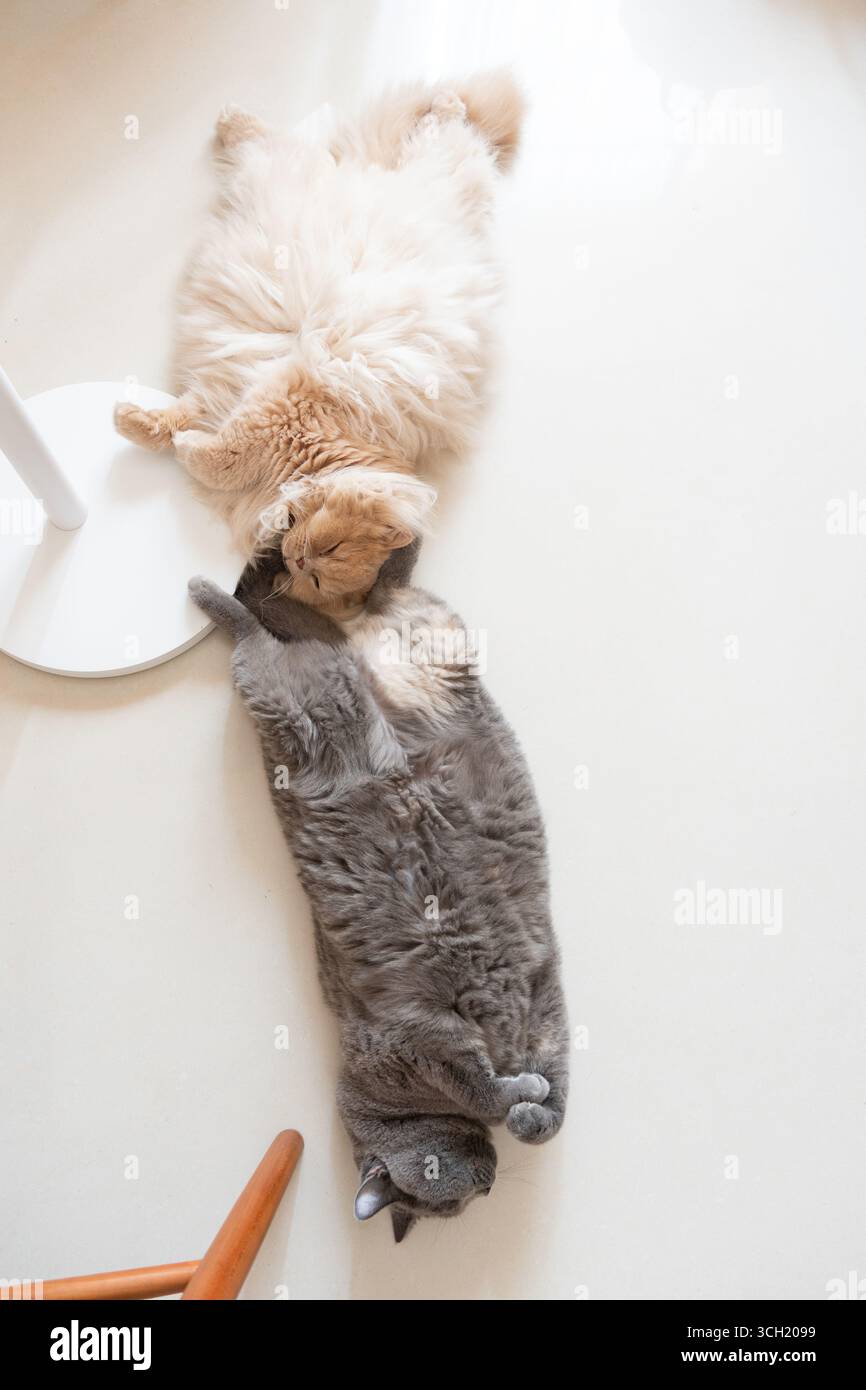 Two cats playing together on the floor Stock Photo